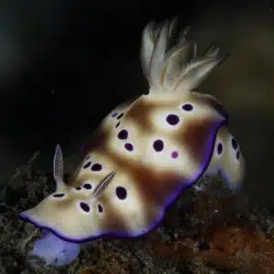 sea slug koh toa