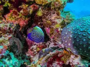Scuba diving koh tao