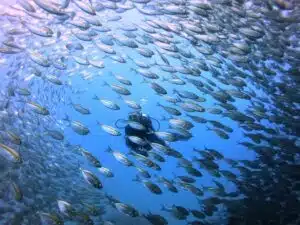 scuba diving koh tao