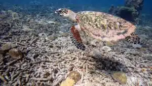 Koh Tao Scuba Diving Boat Tours