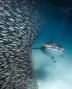 Koh Tao Scuba Diving Boat Tours