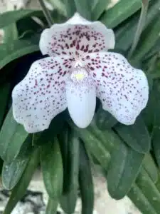 Paphiopedilum Ang Thong Orchid in ang thong national marine park