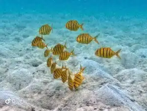 scuba diving koh tao