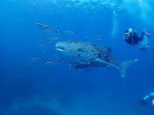 whale shark thailand