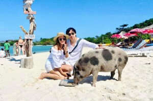Pig Island Koh Samui