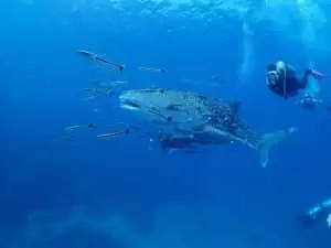 samui scuba diving snorkelling tours, Scuba Diving &#038; Snorkeling
